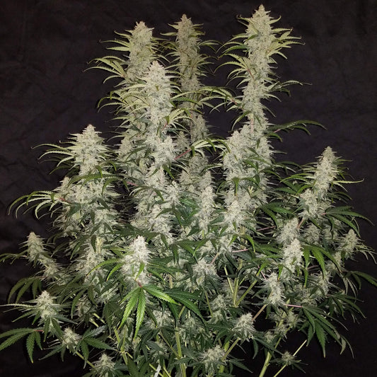 Blue Dream'matic Auto