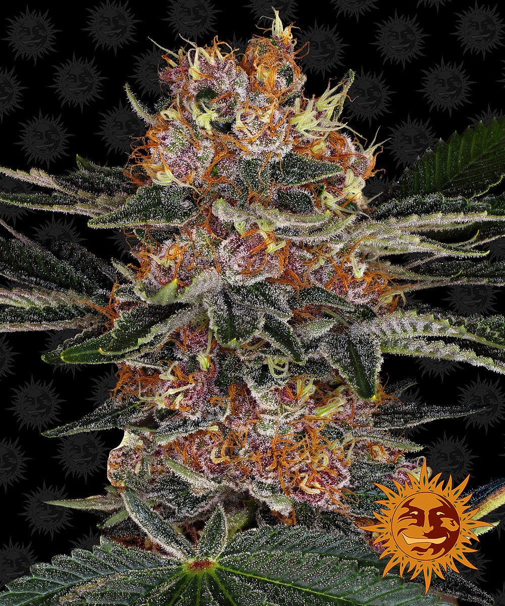 Barney's Farm Purple Punch Auto