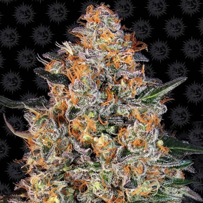 Barney's Farm Bubba Kush