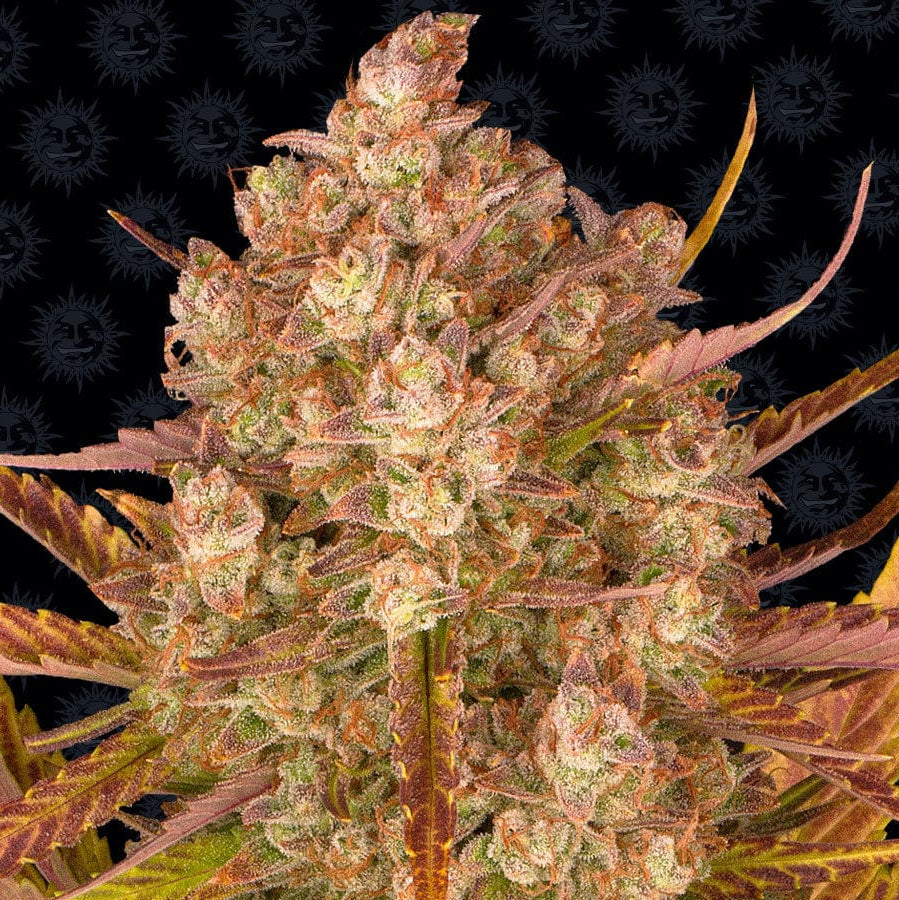 Barney's Farm Dos Si Dos Auto