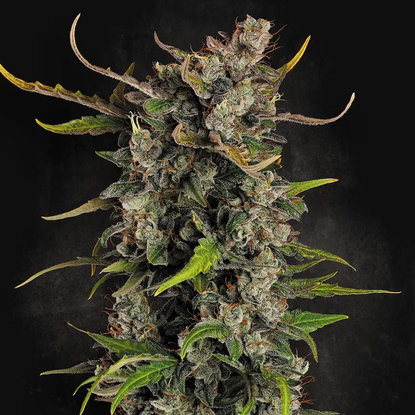 Lemonade Auto Paradise Seeds