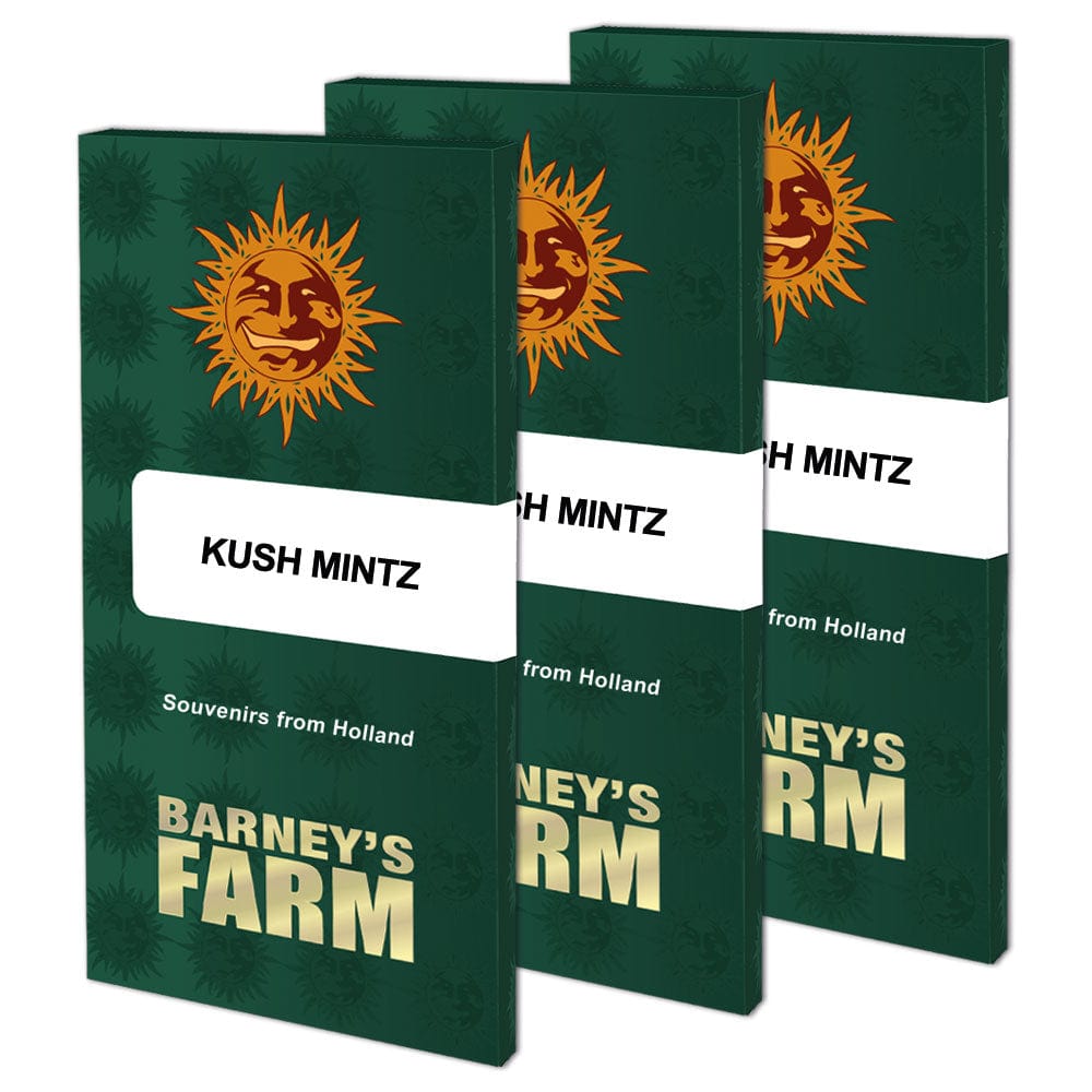 Barney's Farm Kush Mintz