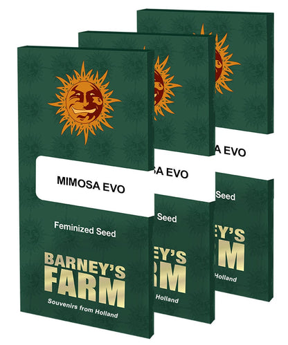 Barney's Farm Mimosa EVO